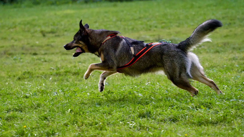 Canicross équipement : la liste complète pour débuter avec son chien