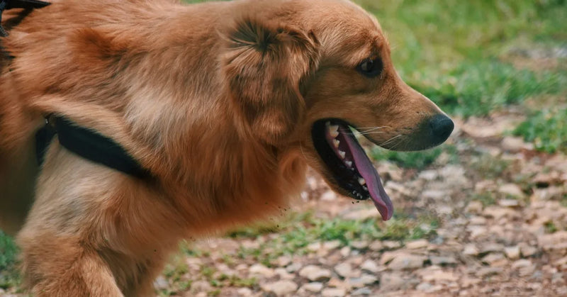 Chien et canicule : comment le protéger pendant les fortes chaleurs ? (Guide 2026)