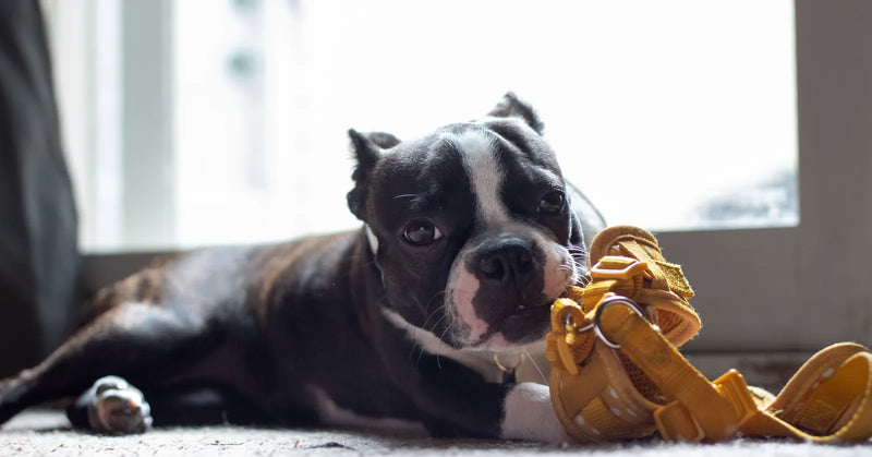 Mon chien mâchouille son harnais : pourquoi et comment y remédier