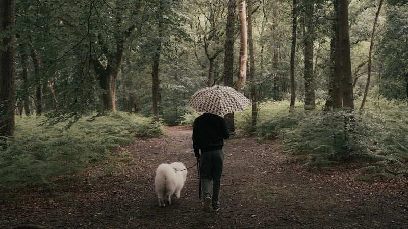 Chien et pluie : comment le protéger pendant la promenade ? (Guide 2026)