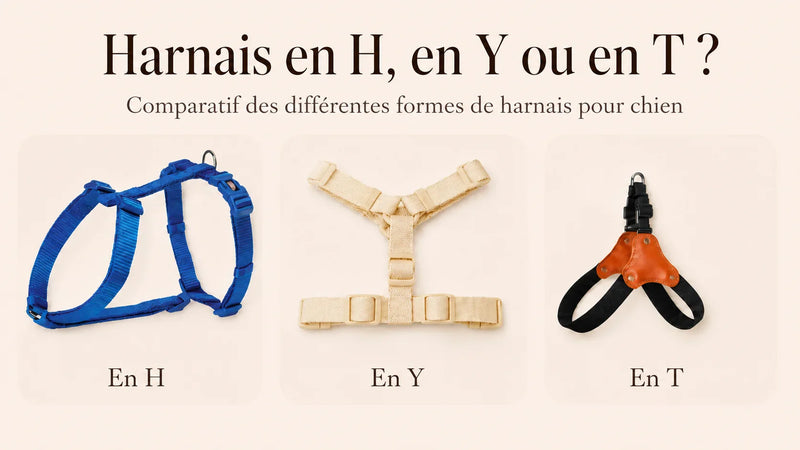 Harnais Y, H ou T : quelle coupe choisir pour votre chien ?
