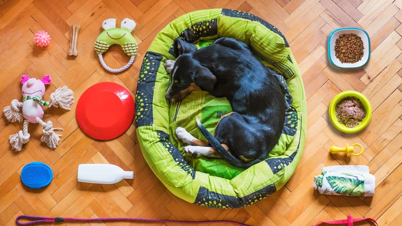 Comment laver un harnais pour chien ? (guide entretien)