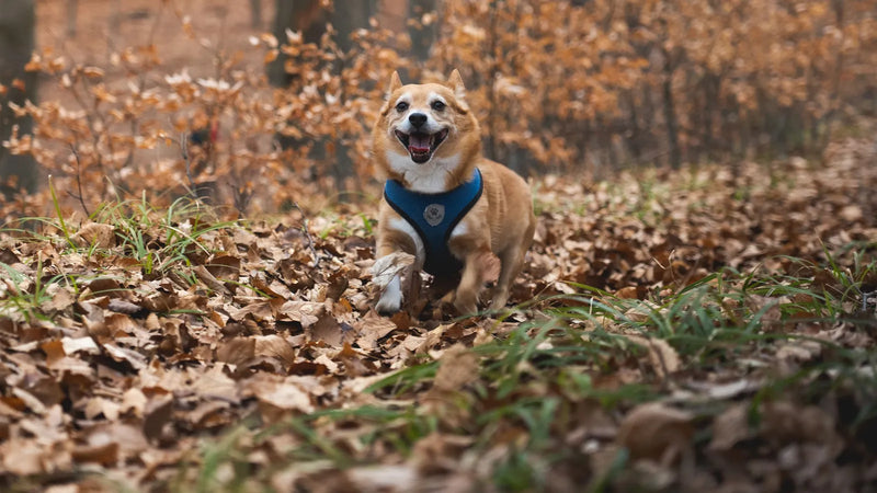 Harnais Animalin vs Harnais Chien Expert : le comparatif complet