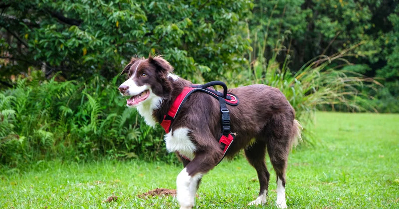 Harnais pour border collie : quel modèle choisir ? (guide 2026)