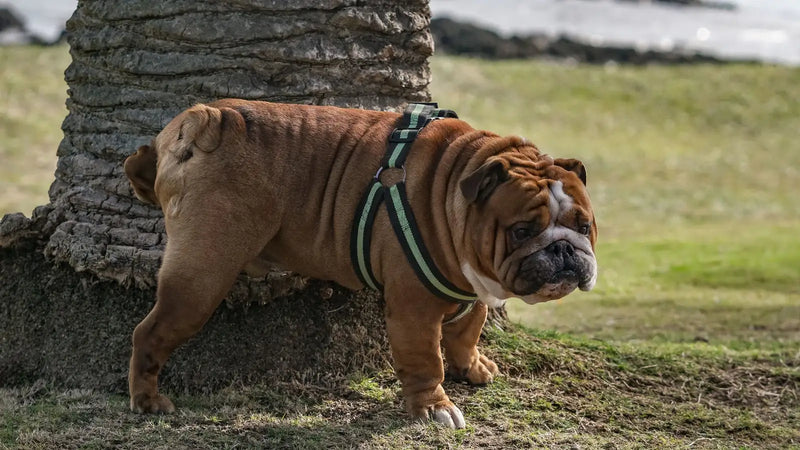 Harnais pour Bulldog Anglais : Quel Modèle Choisir ? (Guide 2026)