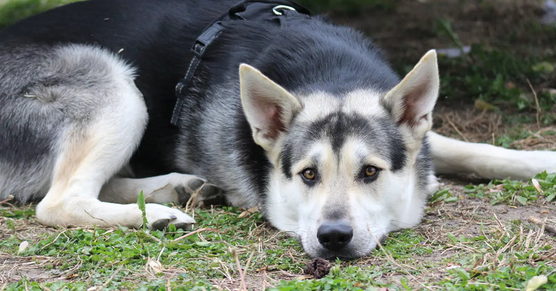 Quel harnais choisir pour un chien senior ou âgé ?