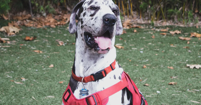 Harnais de chien usé ou trop petit : 7 signes à vérifier (et quand le changer)