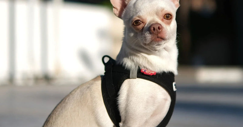 Harnais pour chihuahua : quel modèle choisir ? (guide 2026)