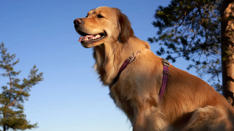 Harnais pour golden retriever : quel modèle choisir ? (guide 2026)