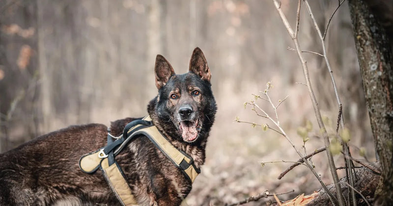 Harnais gros chien : comment choisir le modèle le plus résistant