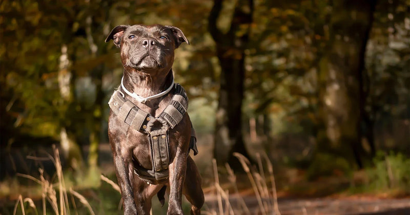 Harnais pour staffie : quel modèle choisir ? (guide 2026)