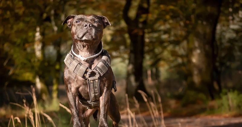Harnais pour staffie : quel modèle choisir ? (guide 2026)
