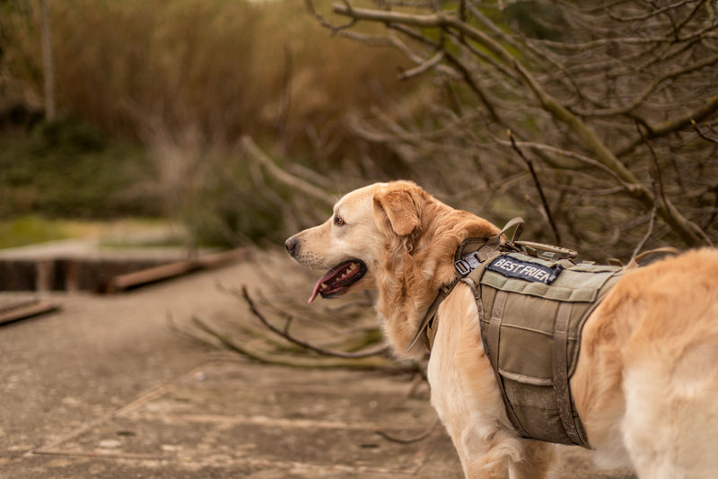Harnais tactique pour chien : à qui s'adresse-t-il vraiment ?