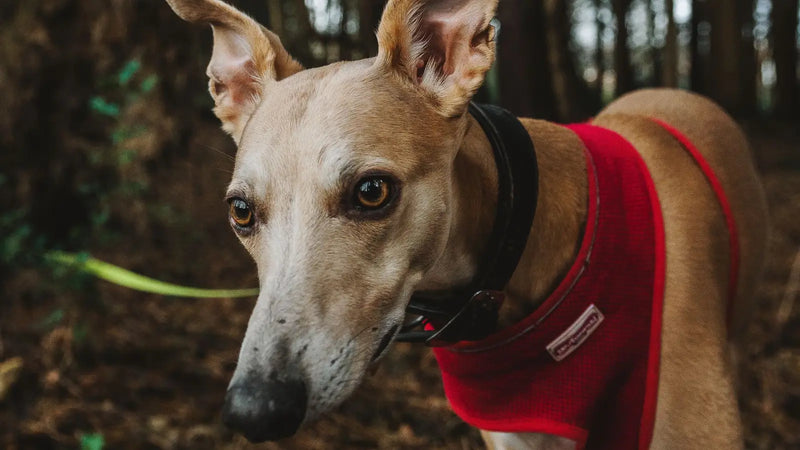 Harnais pour whippet : quel modèle choisir ? (guide 2026)