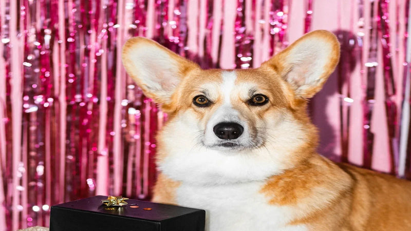 Idée cadeau pour chien : nos meilleures idées pour lui faire plaisir
