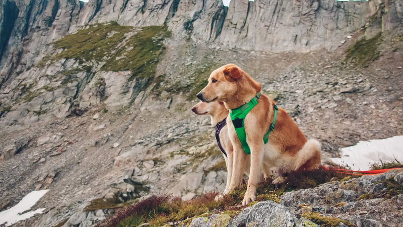 Alternative à Julius-K9 : nos recommandations honnêtes par profil