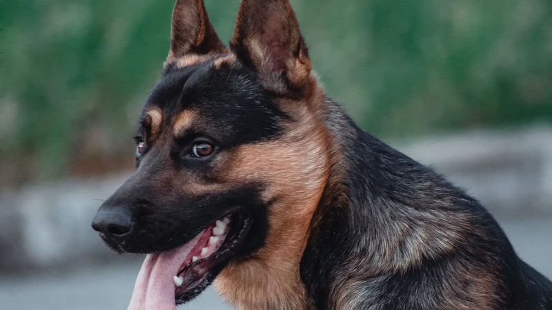 Julius-K9 prix : combien coûte un harnais de la marque ?