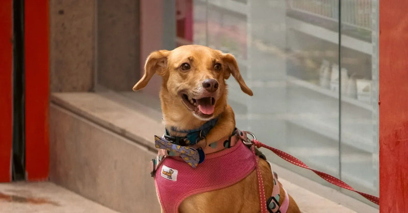 Où acheter un harnais pour chien ? Animalis, Maxizoo, Zooplus, Amazon : le comparatif 2026