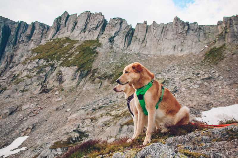Harnais biothane pour chien : avantages, inconvénients et entretien