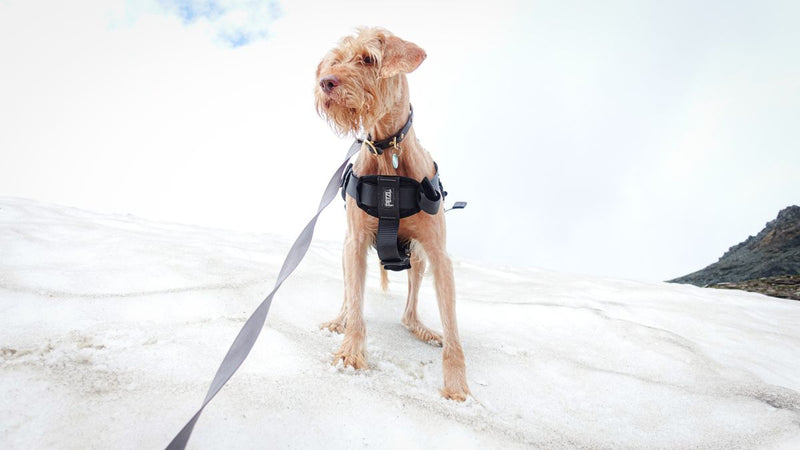 Poignée sur un harnais chien : à quoi ça sert, comment bien s'en servir