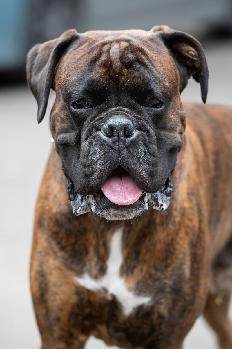 Quel harnais pour un boxer ? Énergie, respiration et poitrail profond