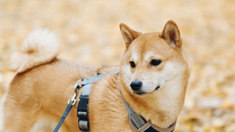 Polytrans avis : notre analyse honnête pour un harnais chien