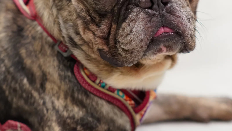 The Wouf avis : notre analyse honnête pour un harnais chien