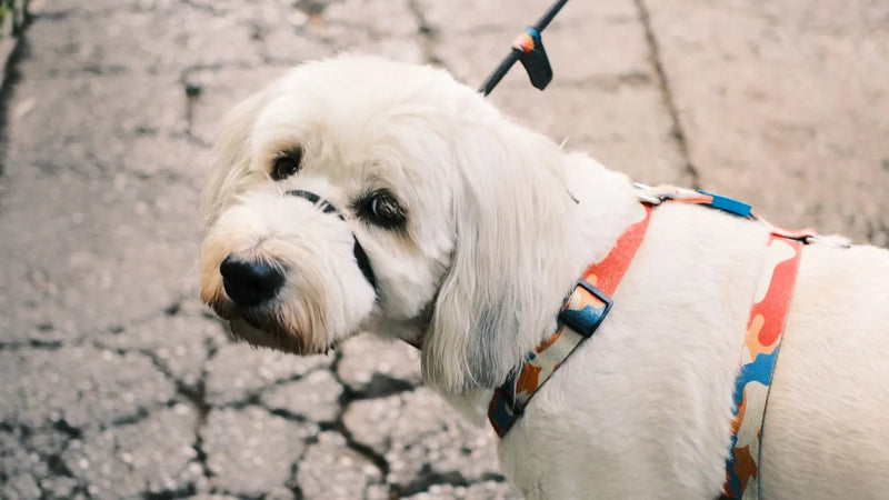 Meilleur harnais pour chien en 2026 : comparatif et top 7