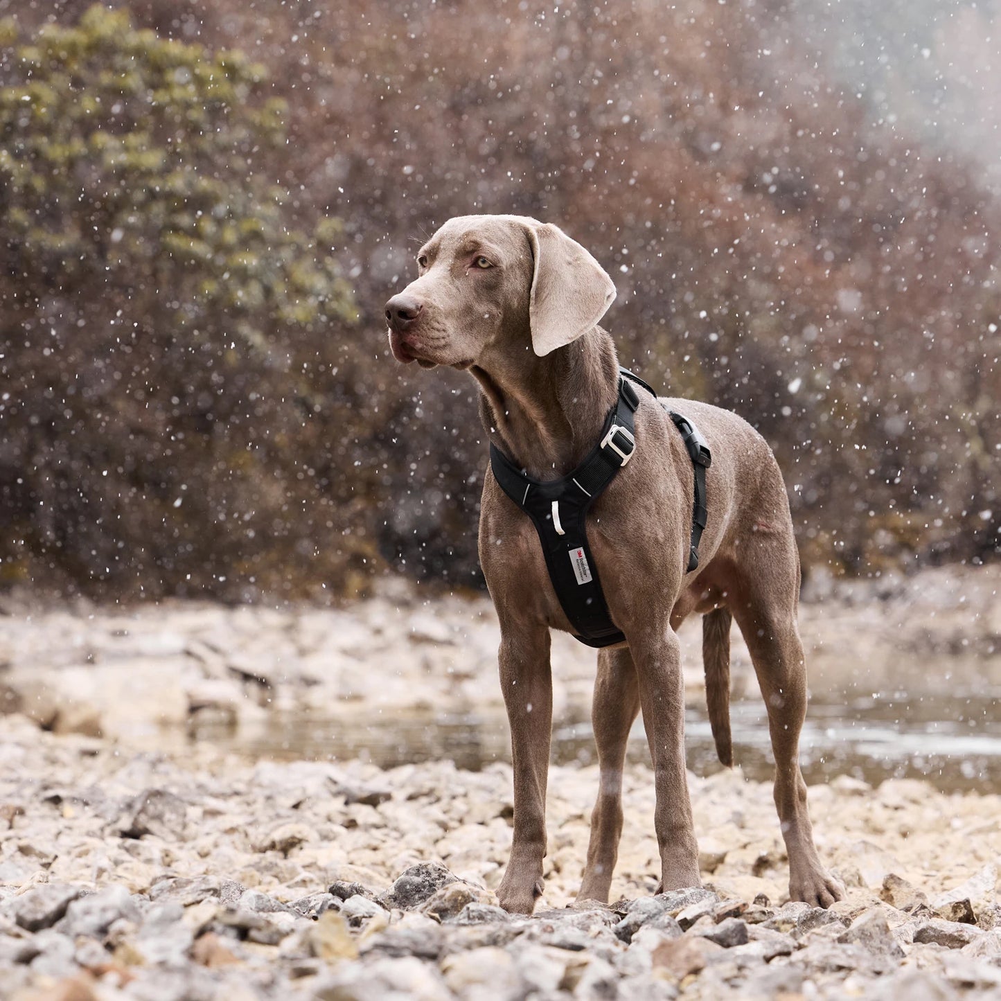 Harnais Chien Anti Traction Sécurité – vue 12