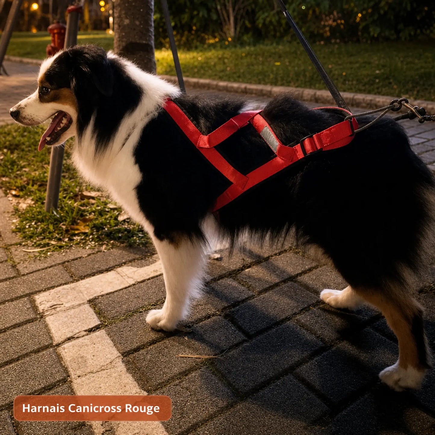 Harnais canicross rouge en situation de canicross