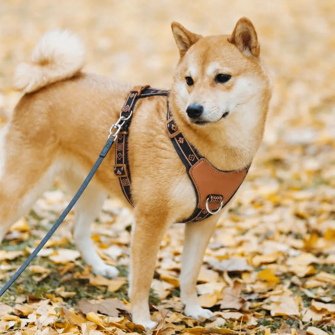 harnais-chien-anti-traction-leger-lifestyle-promenade