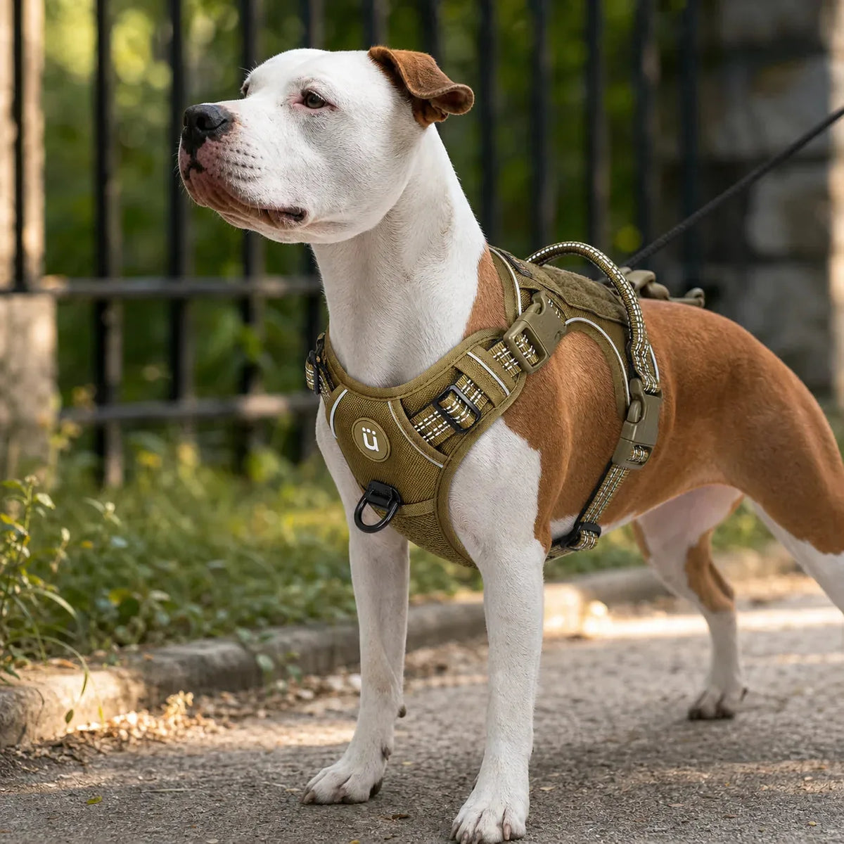 harnais chien anti traction tactique lifestyle