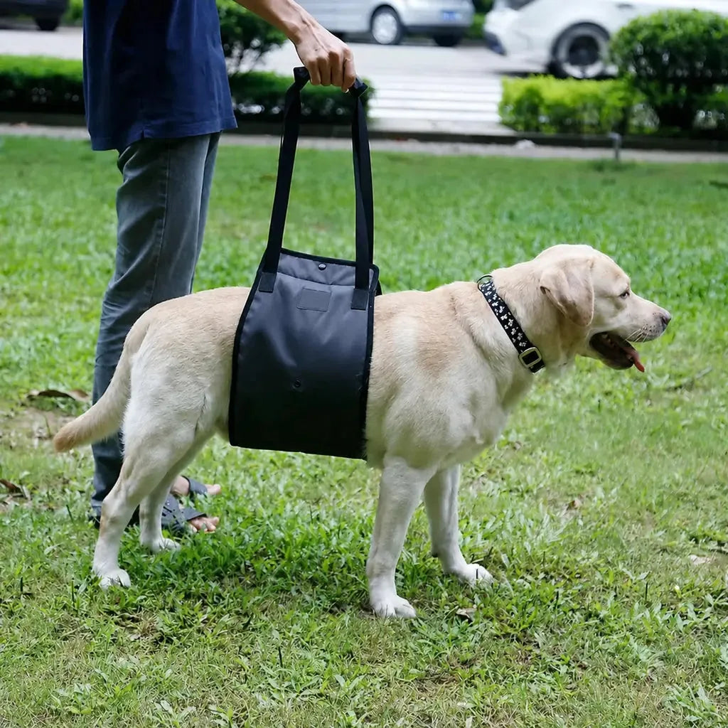 Harnais chien handicapé Gris utilisé en extérieur pour soutenir un chien dans un parc