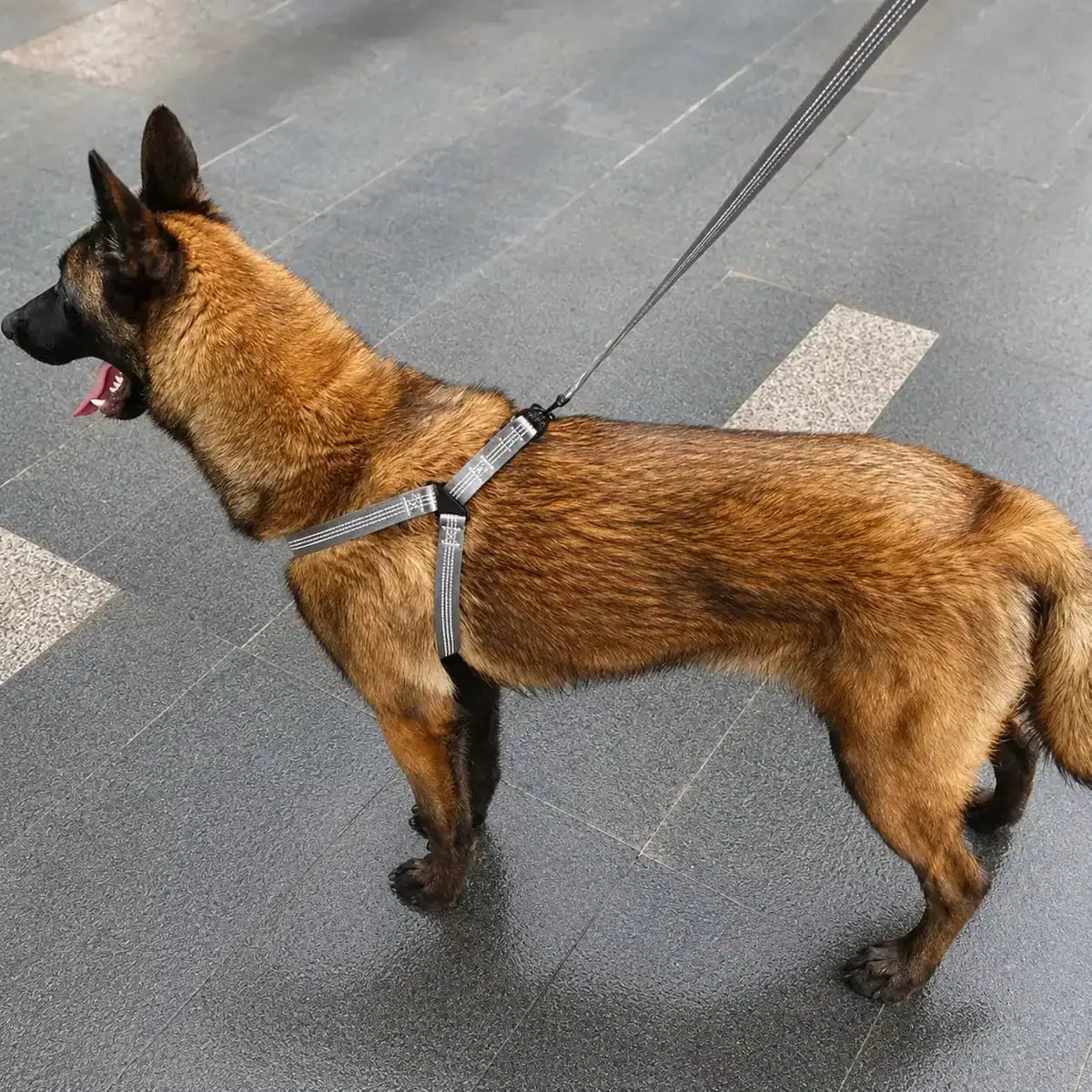 harnais chien y noir lifestyle promenade