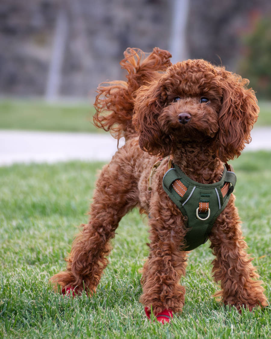 Le harnais chien qui rend la balade simple.