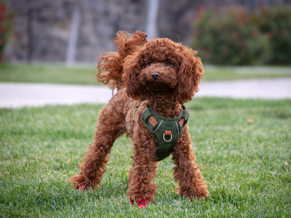 Le harnais chien qui rend la balade simple.