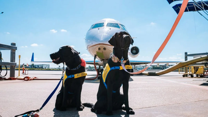 Voyager en avion avec son chien : cabine, soute et documents (guide 2026)