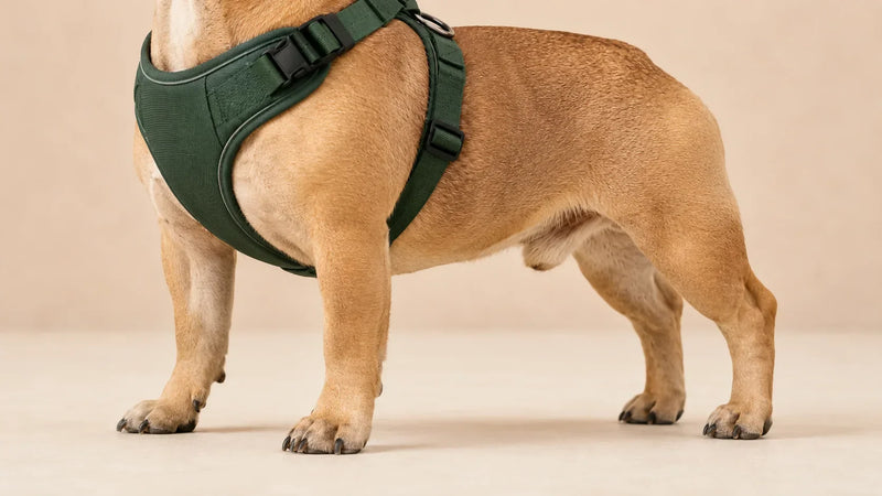 Harnais pour bouledogue français : comment bien choisir (guide 2026)
