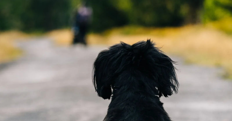 Mon chien a peur du harnais : comment l'habituer sans le stresser (guide 2026)