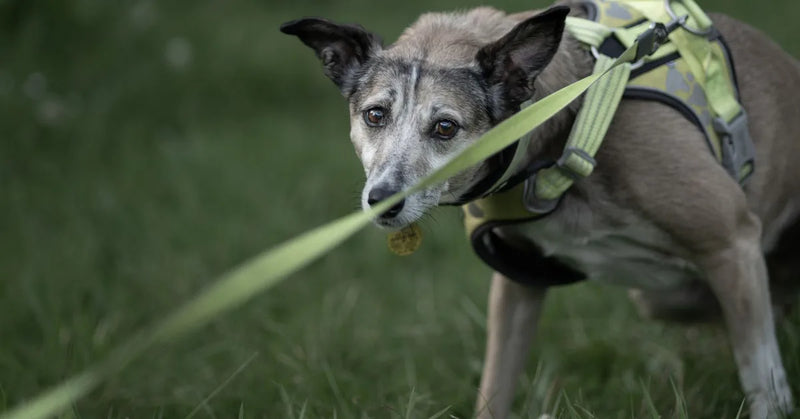 Mon chien tire encore avec son harnais anti-traction : le point d'attache qui change tout (guide 2026)