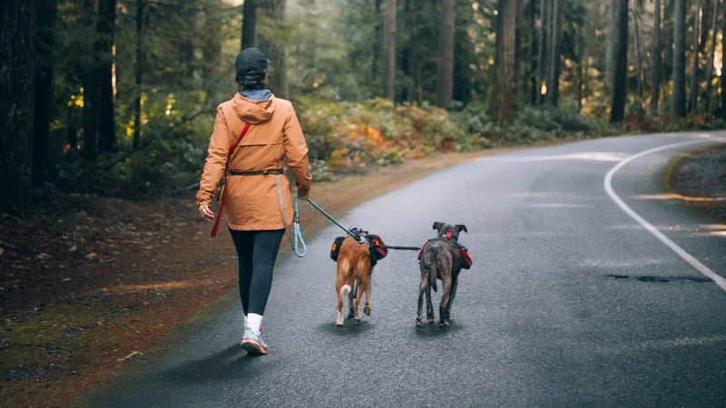 Chien en laisse obligatoire en forêt : ce que dit la loi (2026)