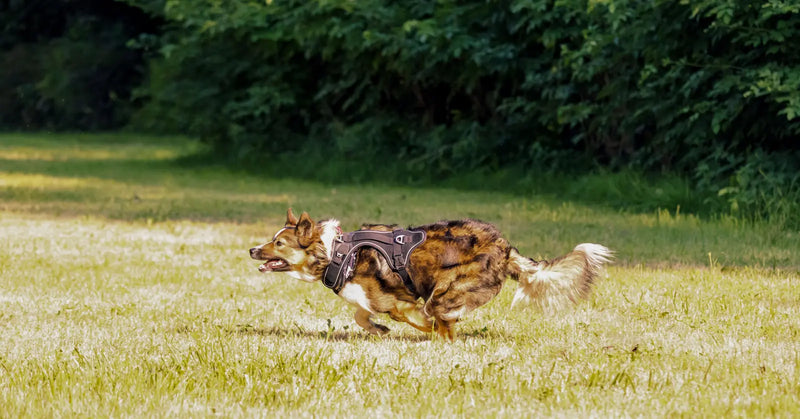 Harnais Chien avec Support AirTag : Localiser son Chien Facilement