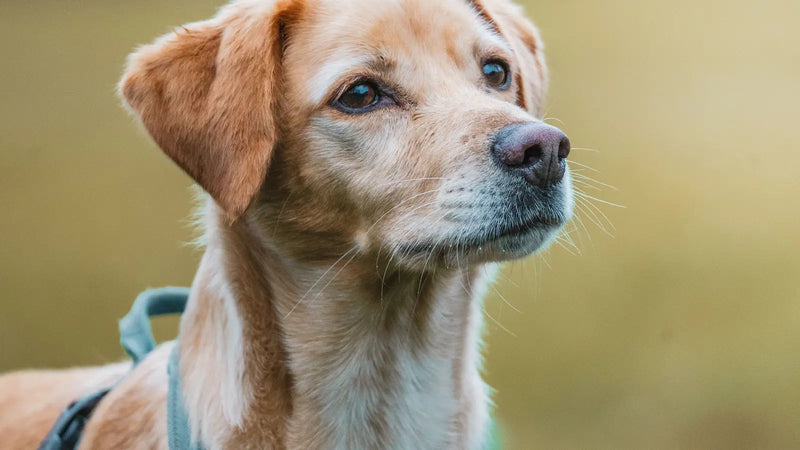 Alternative au harnais Animalin : nos recommandations par profil de chien