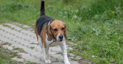 Beagle en promenade avec un harnais adapté à sa morphologie