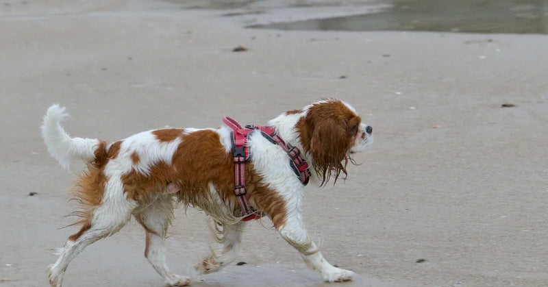 Harnais pour Cavalier King Charles : quel modèle choisir ? (guide 2026)