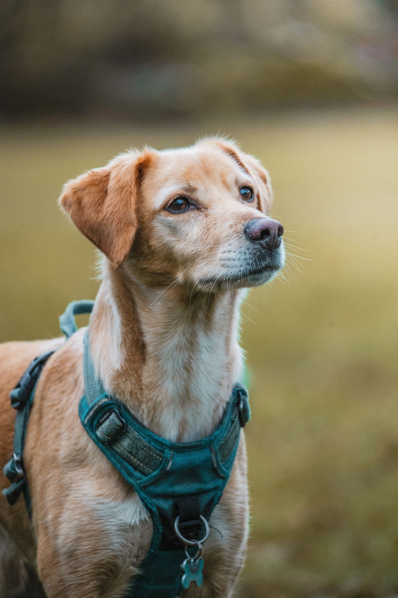 Harnais de chien cassé : réparer ou racheter ?