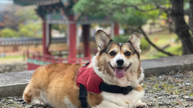 Harnais pour Corgi : Quel Modèle Choisir ? (Guide 2026)