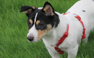 Jack Russell Terrier portant un harnais rouge en Y dans l'herbe