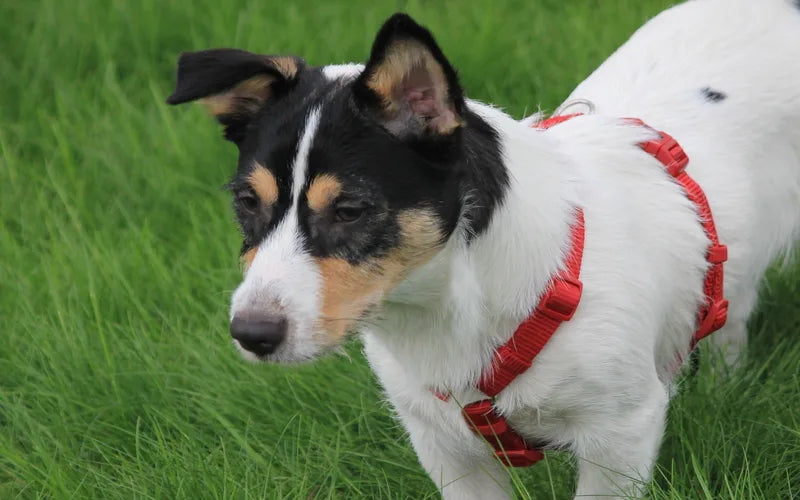Jack Russell Terrier portant un harnais rouge en Y dans l'herbe