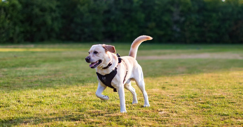 Quel harnais pour un labrador ? Guide taille et anti-traction